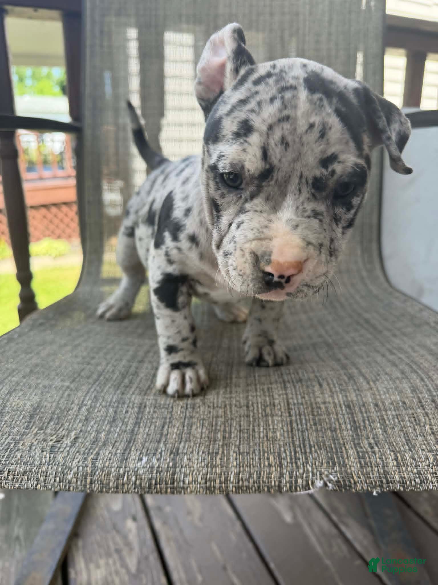 American Bully dogs for sale: Hera - Ad 5