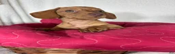 Dachshund dogs for sale: Duke - Ad 4