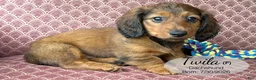 Dachshund dogs for sale: Twila - Ad 3