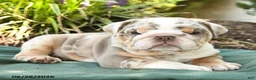 English Bulldog dogs for sale: Scout - Ad 3