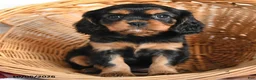 Cavalier King Charles Spaniel dogs for sale: Lala - Ad 3