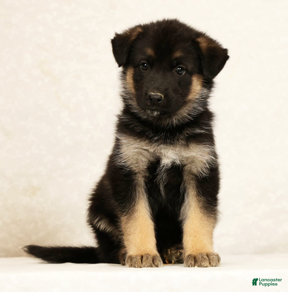 Gerberian Shepsky dogs Jake - Ad 1
