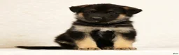 Gerberian Shepsky dogs for sale: Jake - Ad 1