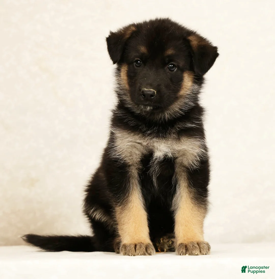 Gerberian Shepsky dogs for sale: Jake - Ad 1