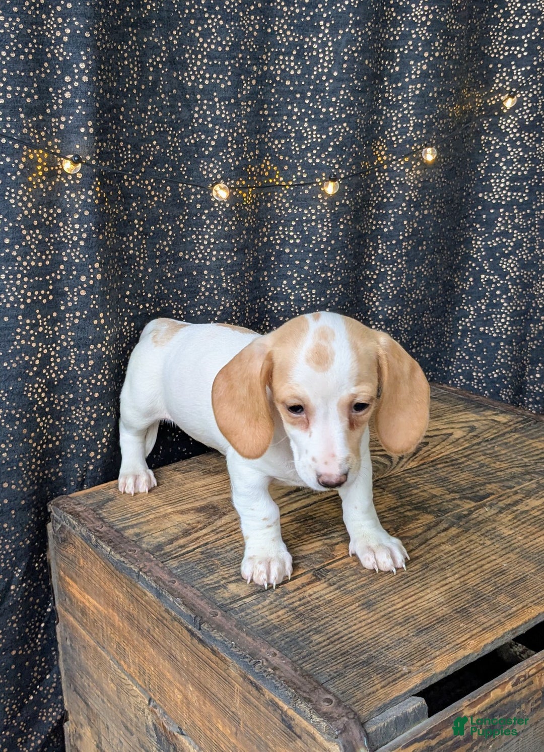 Dachshund dogs for sale: Tinsley  - Ad 4