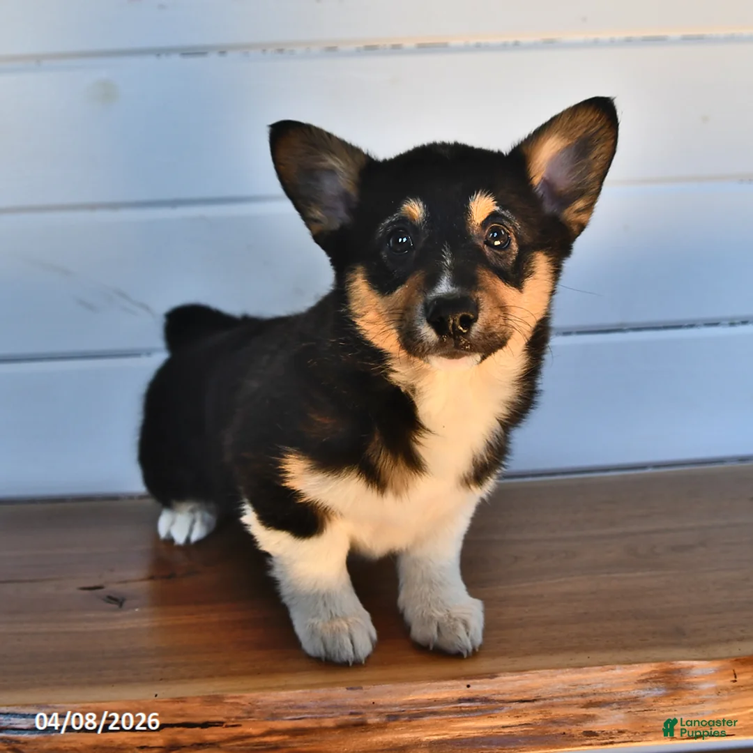 Welsh Corgi Pembroke dogs for sale: Litter of Welsh Corgi Pembroke - Ad 2