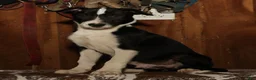 Border Collie dogs for sale: Max - Ad 2