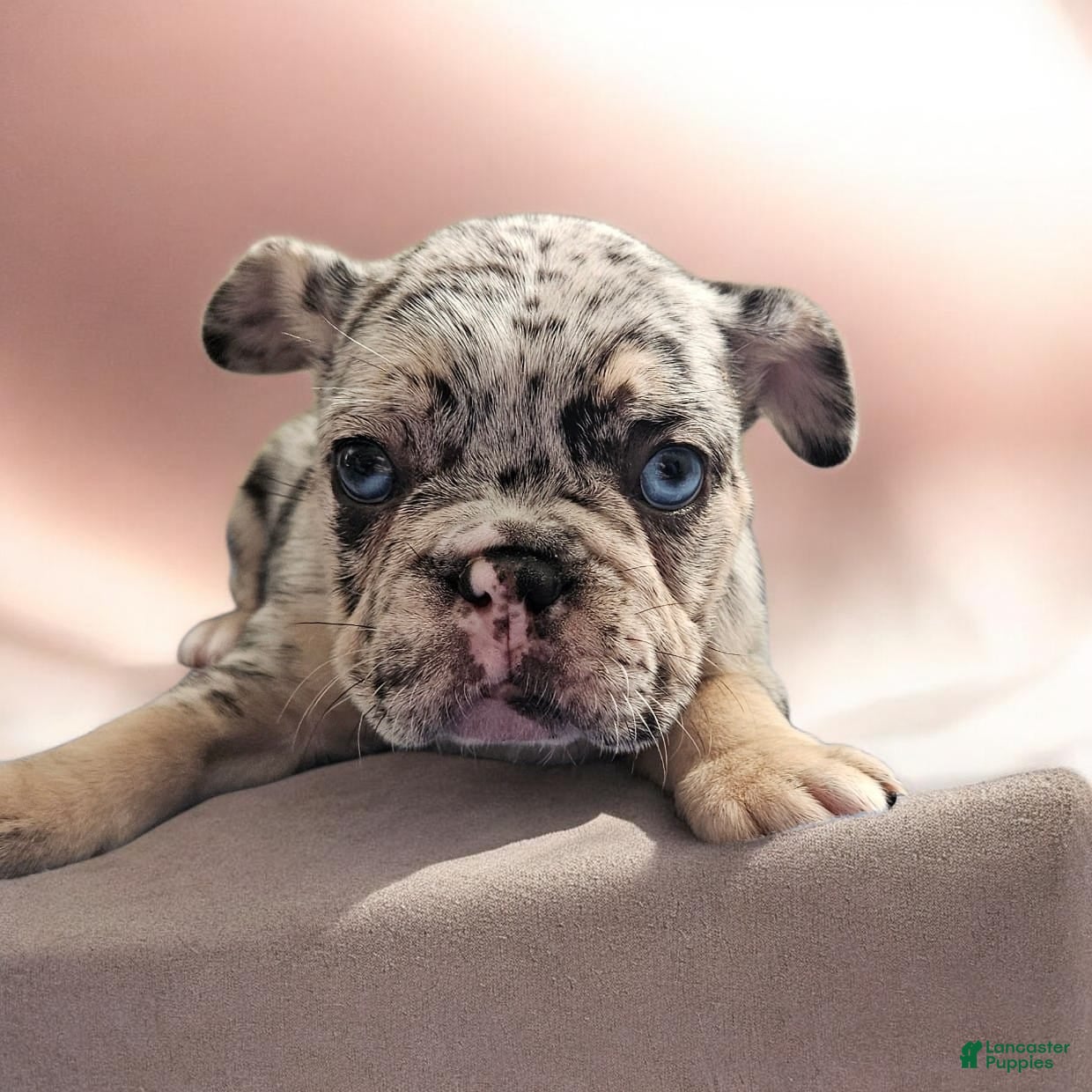 French Bulldog dogs French Bulldog Puppy 1 - Ad 11