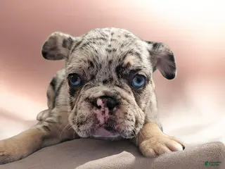 French Bulldog dogs French Bulldog Puppy 1 - Ad 19