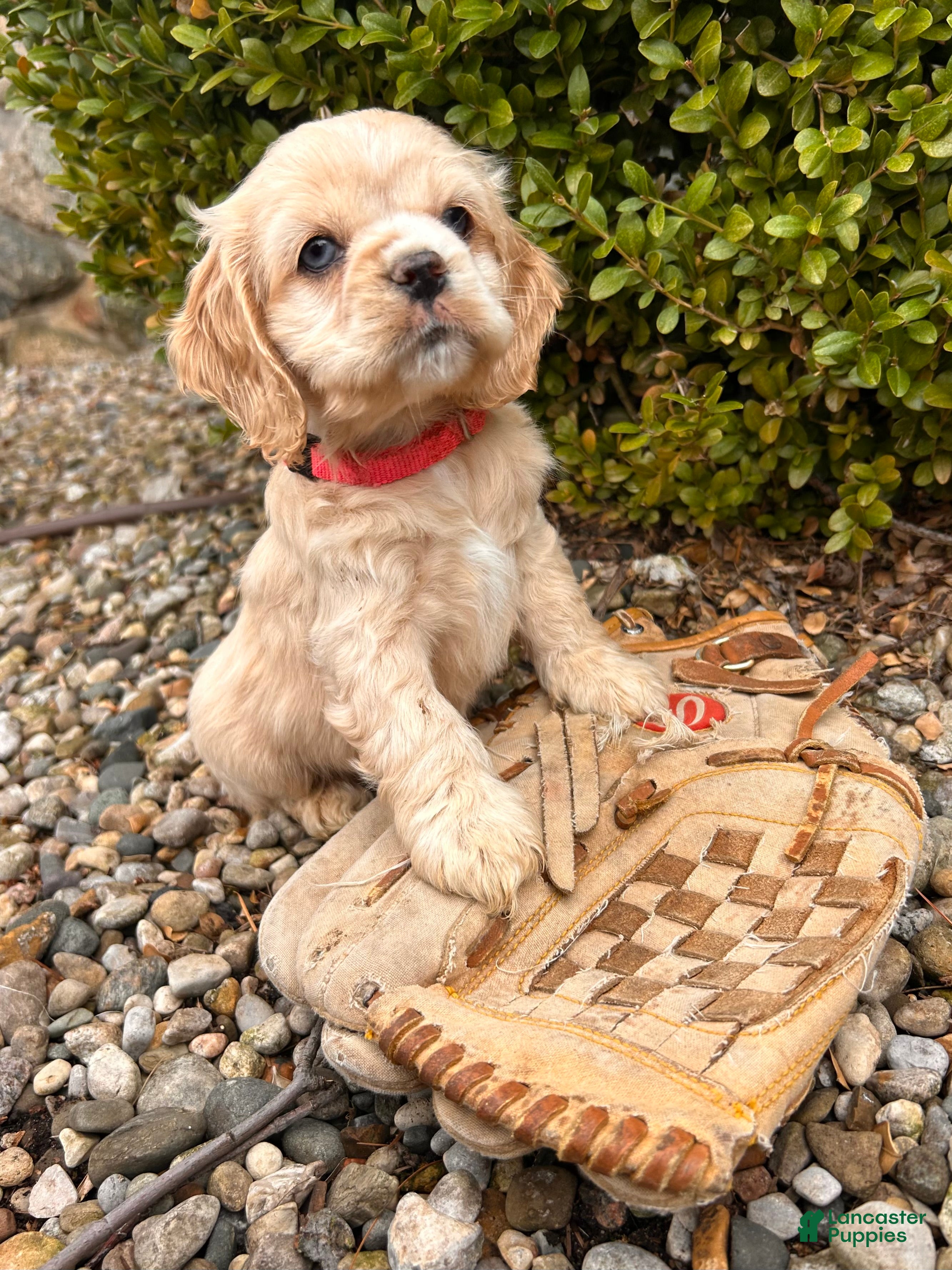 Mini Hippo dogs Ivory - Ad 1