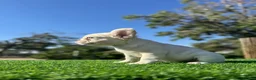 French Bulldog dogs for sale: Jake Paul the Fluffy - Ad 6