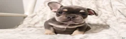 French Bulldog dogs for sale: Lucky - Ad 8