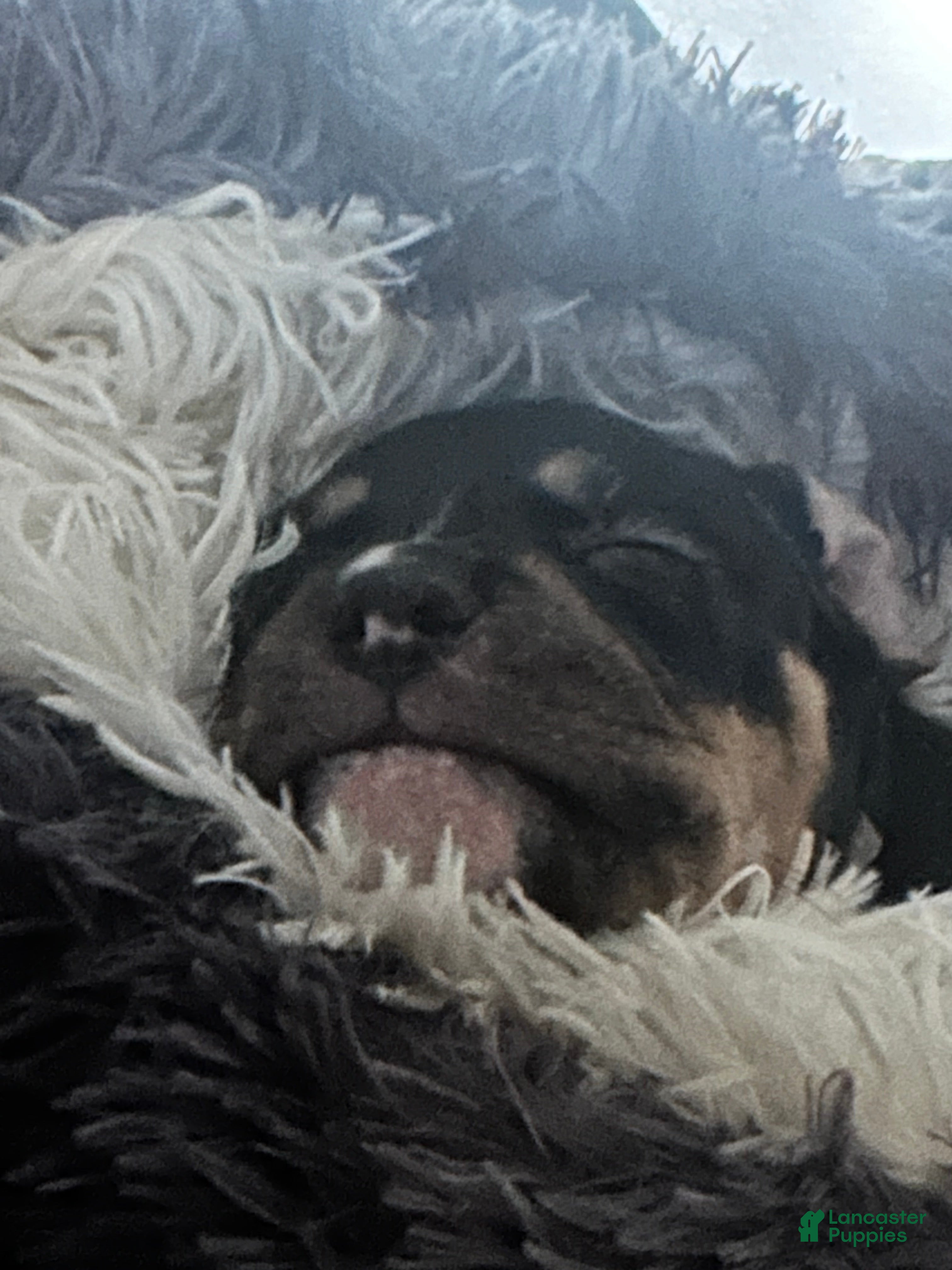 American Bully dogs American Bully Puppy 1 - Ad 1