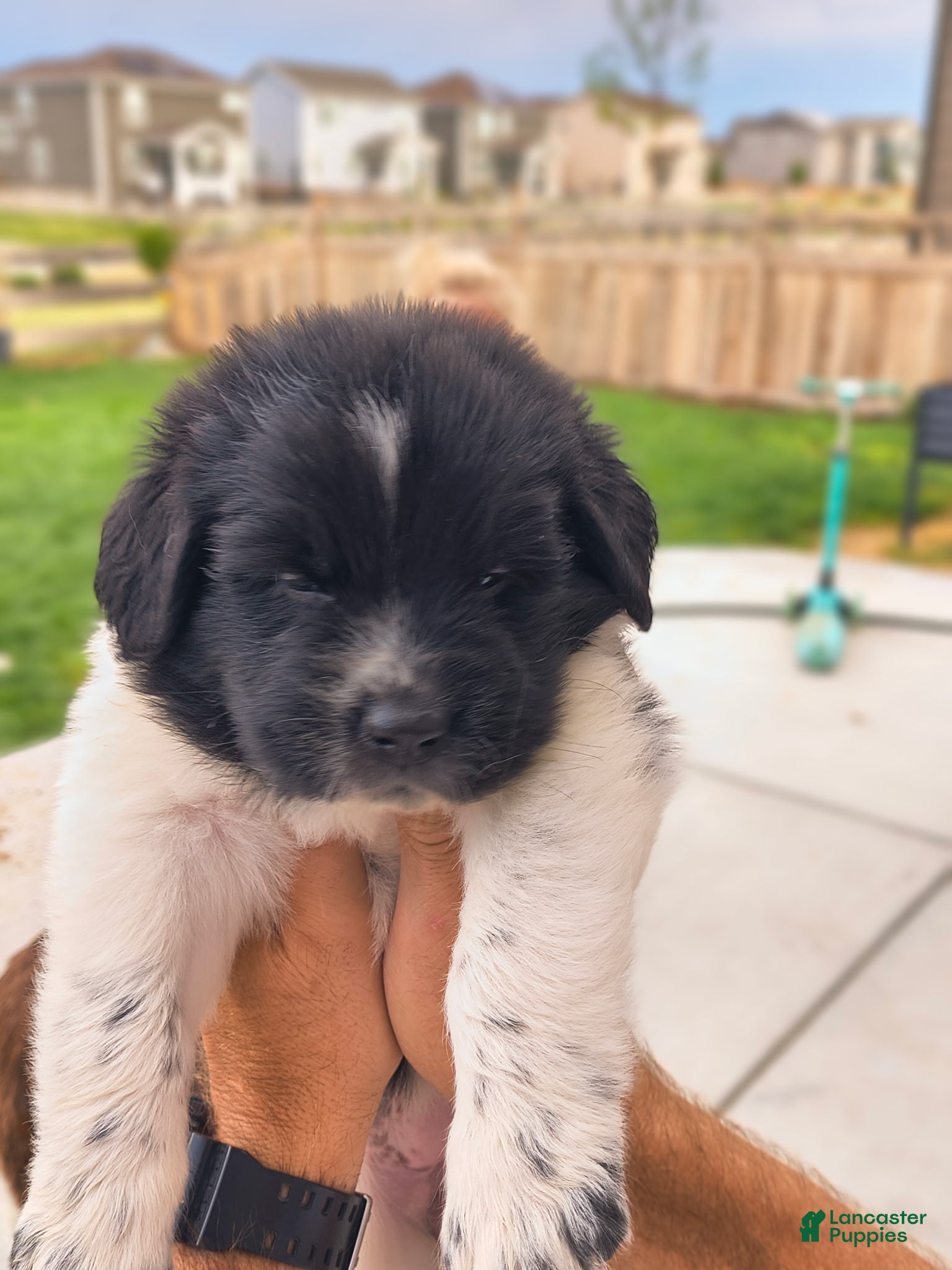 Newfoundland dogs Isla (purple collar)  - Ad 1