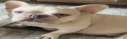 French Bulldog dogs for sale: French Bulldog 2 - Ad 4