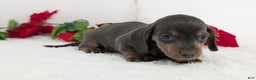 Miniature Dachshund dogs for sale: Xavier - Ad 10