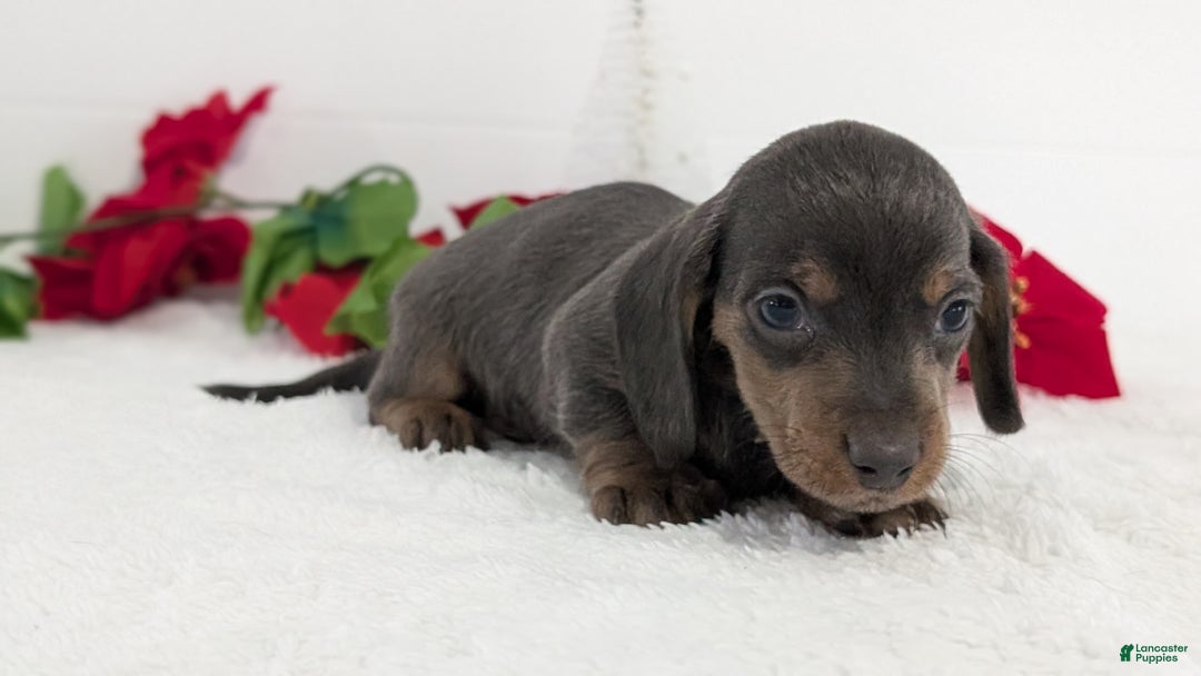 Miniature Dachshund dogs for sale: Xavier - Ad 10