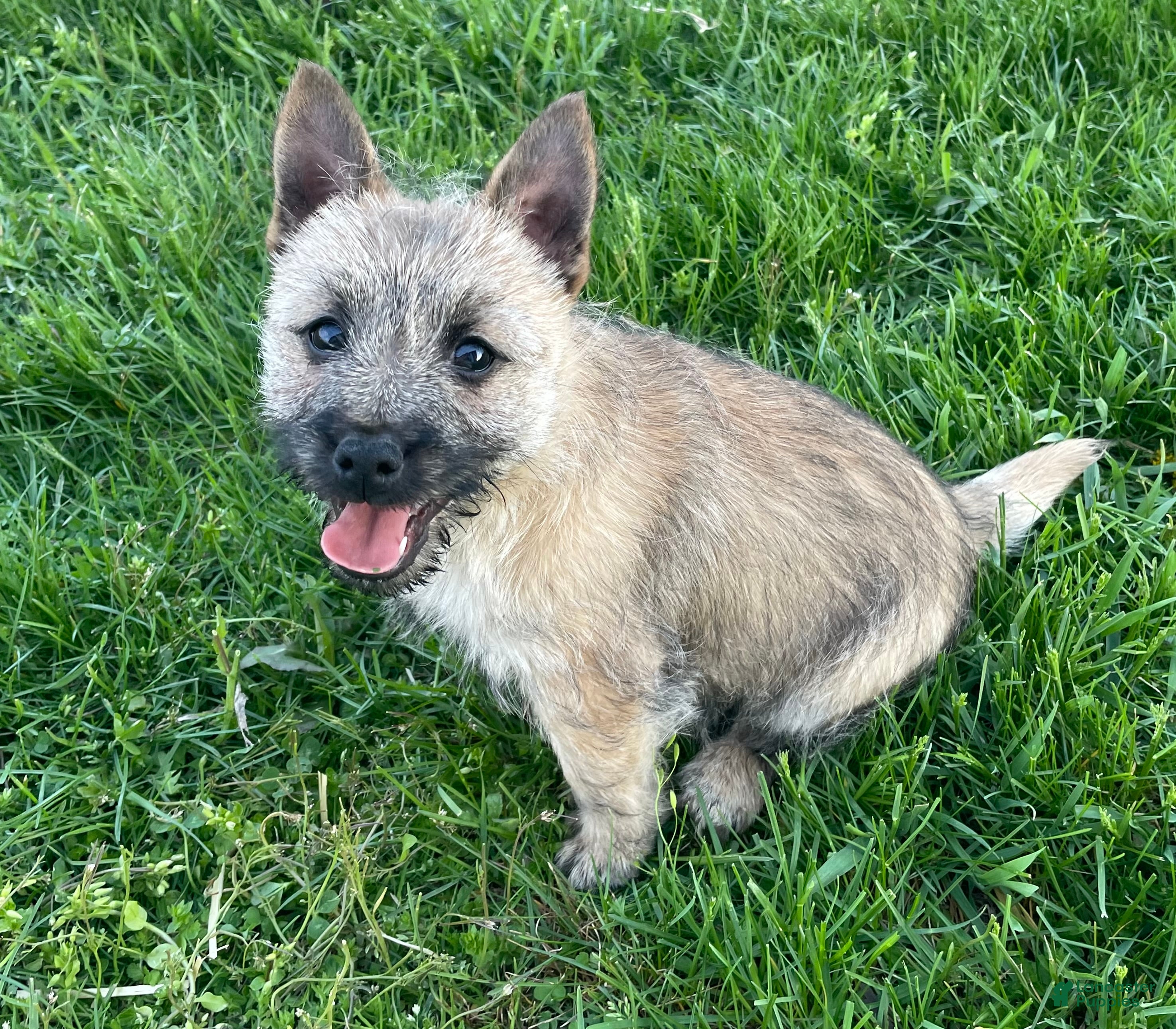 Cairn Terrier dogs  Sparky - Ad 1
