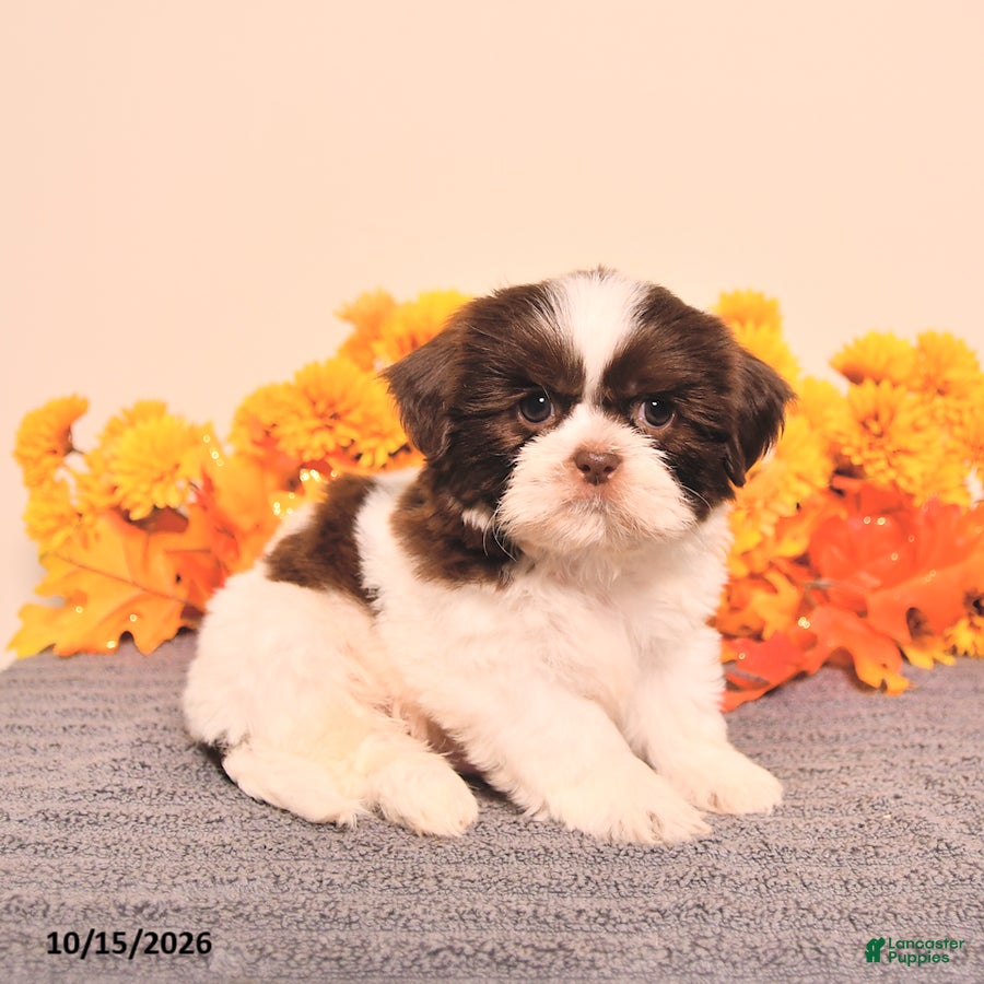 Shih Tzu dogs Lupin - Ad 2