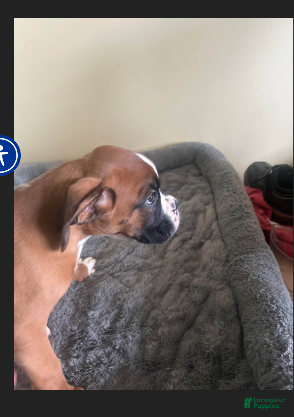 Boxer dogs Boxer 2 - Ad 2