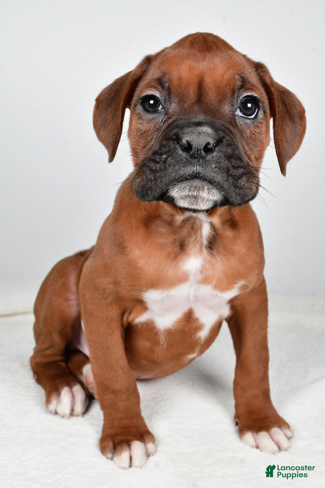 Boxer dogs for sale: Ben - Ad 3
