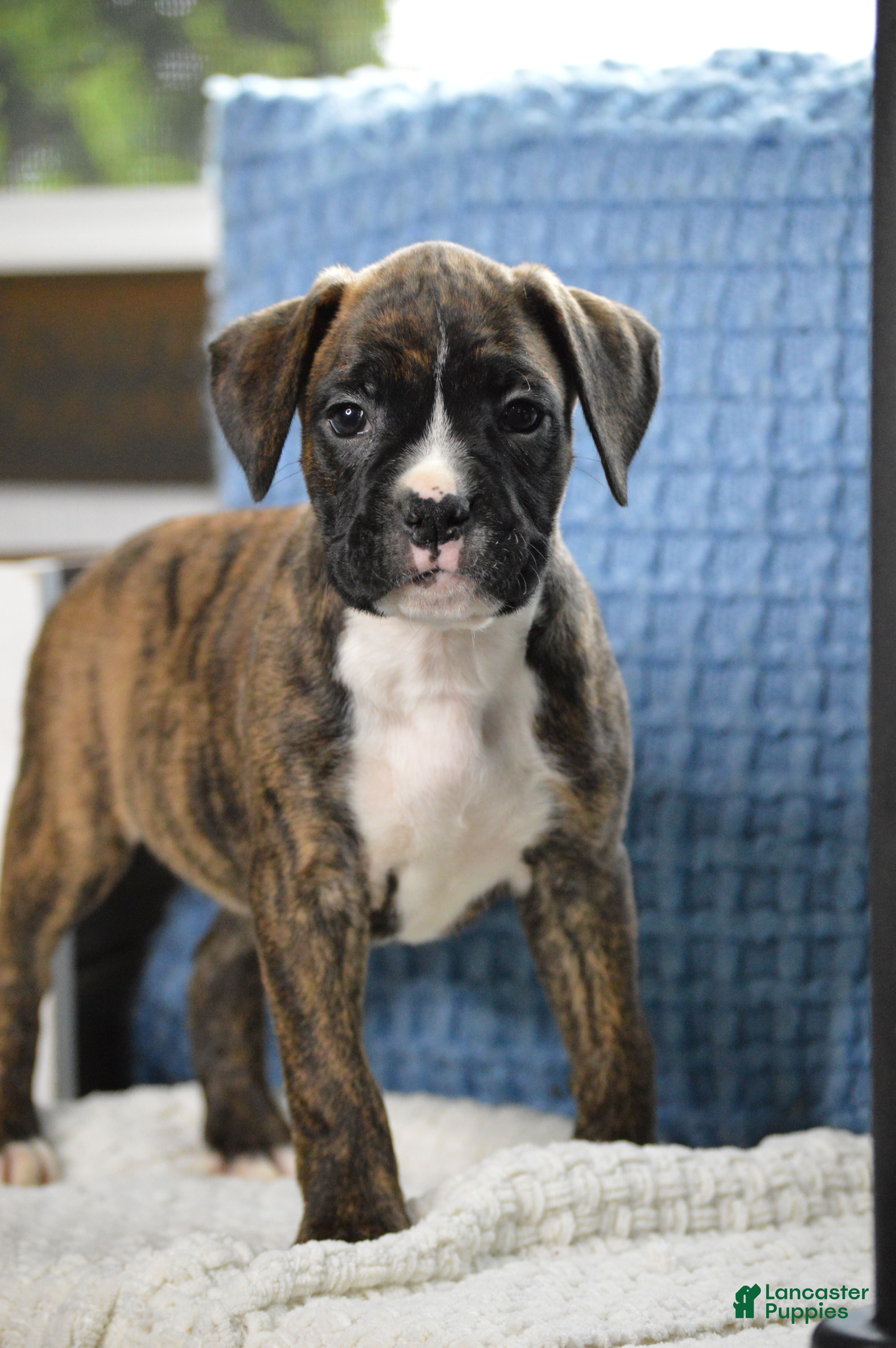 Boxer dogs Jade - Ad 1