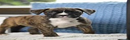 Boxer dogs for sale: Jade - Ad 1