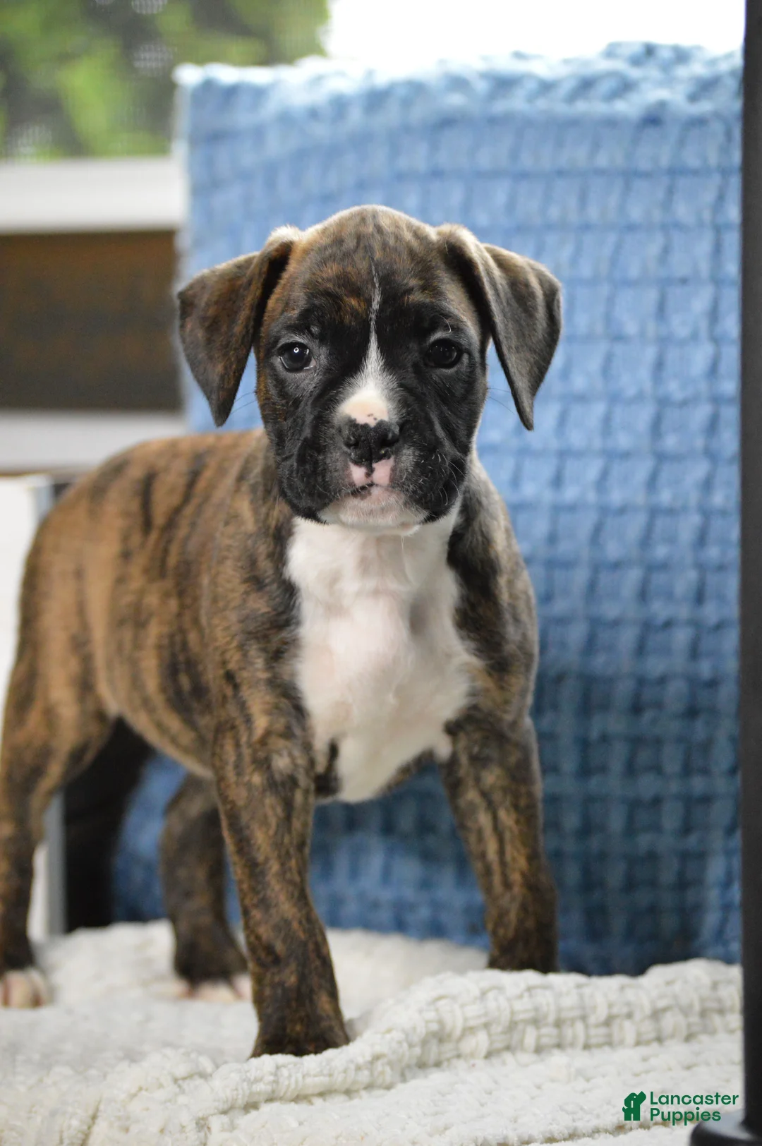 Boxer dogs for sale: Jade - Ad 1
