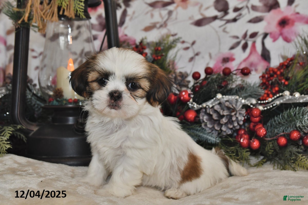Shih Tzu dogs Tammy - Ad 10