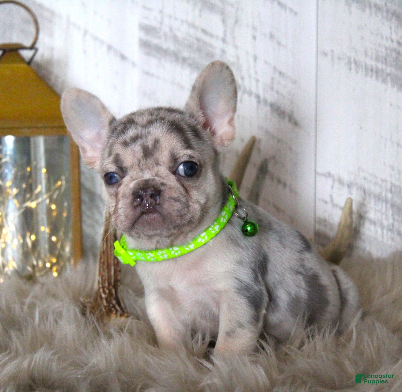 French Bulldog dogs Alison (Mild Cleft Lip) - Ad 6
