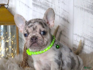 French Bulldog dogs Alison (Mild Cleft Lip) - Ad 6