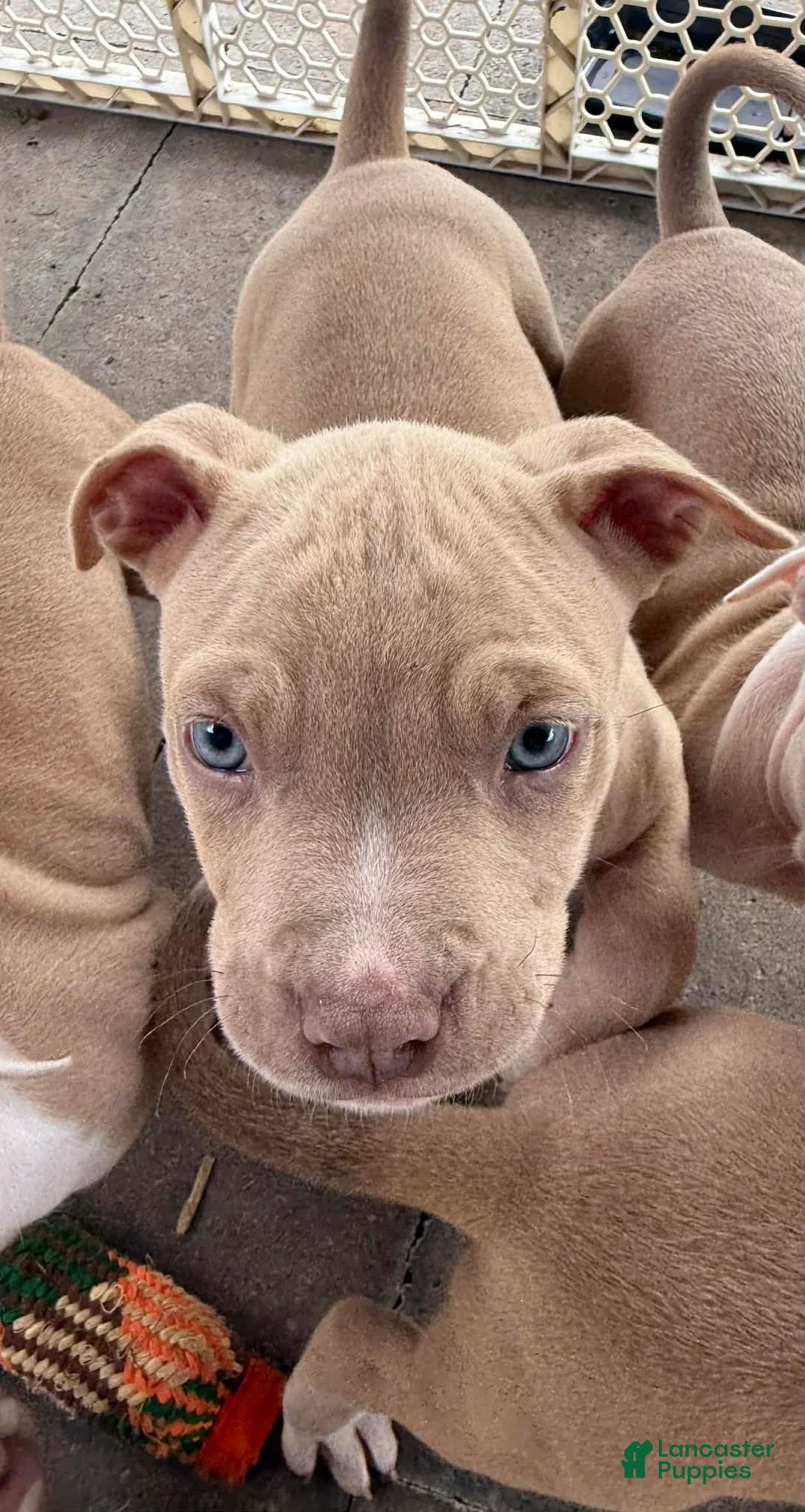 Mixed Breed dogs for sale: Mixed Breed Puppy 4 - Ad 1