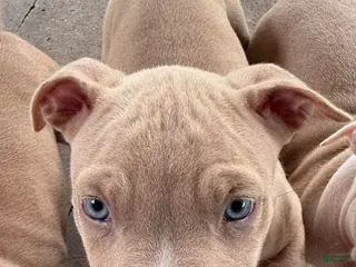 Mixed Breed dogs Mixed Breed Puppy 4 - Ad 8