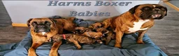 Boxer dogs for sale: Paris - Ad 5