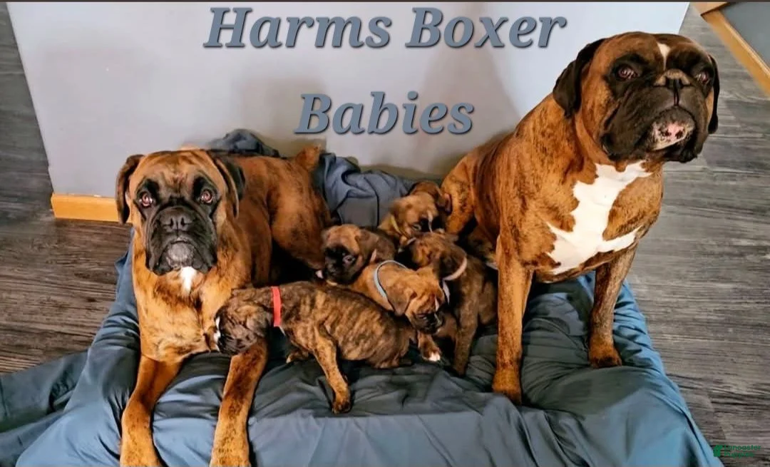 Boxer dogs for sale: Paris - Ad 5