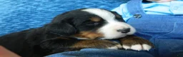 Bernese Mountain Dog dogs for sale: Bobby - Ad 4