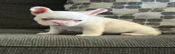 French Bulldog dogs for sale: Pinkey  - Ad 9