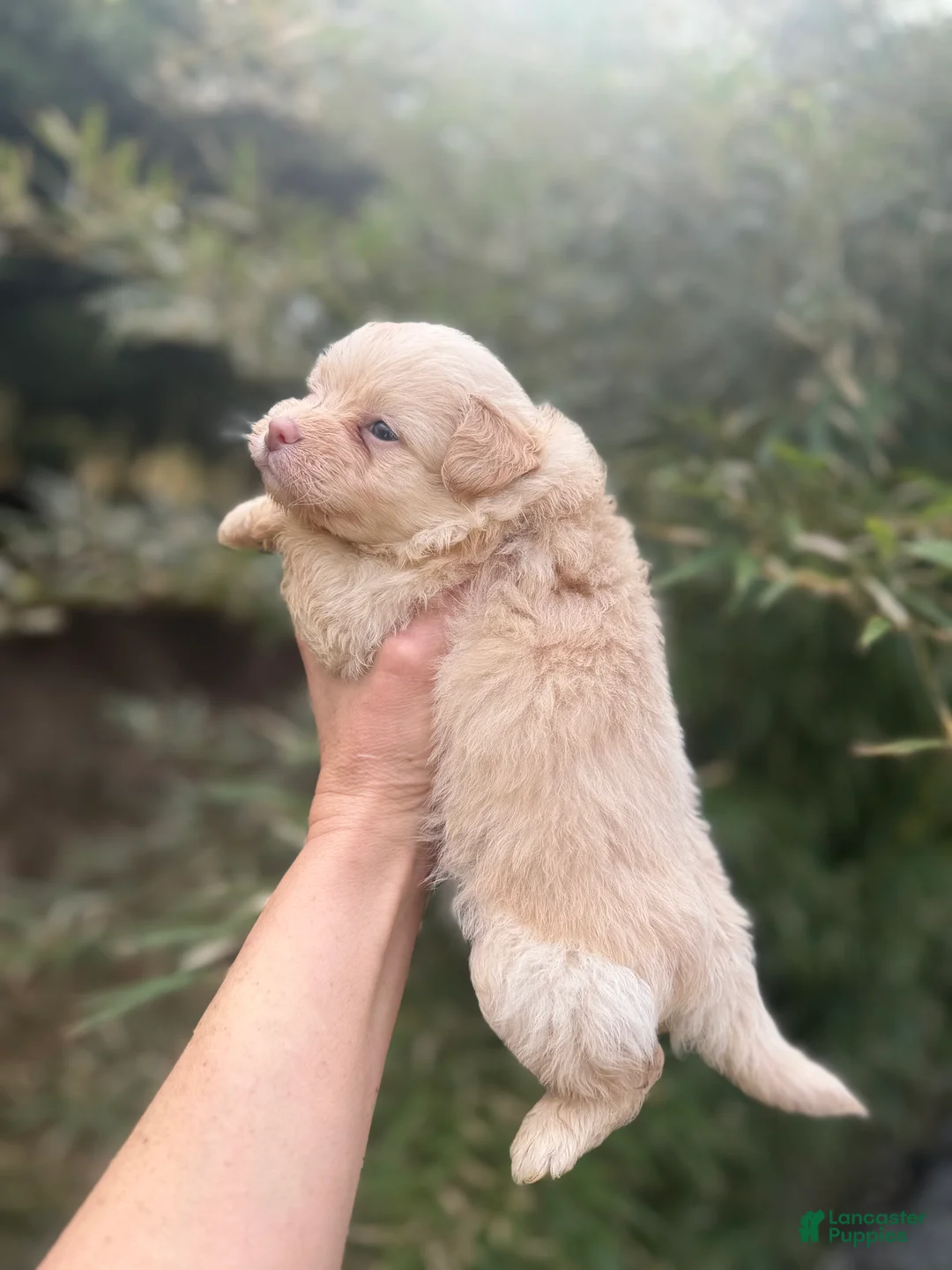 Pomapoo dogs for sale: Tyler  - Ad 2