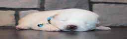 Akita dogs for sale: AKC Ice - Ad 11
