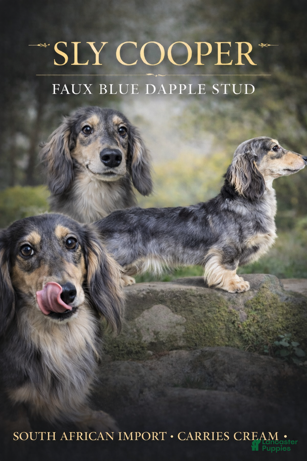 Dachshund dogs Sly faux blue dapple -RARE NO CDA - Ad 37