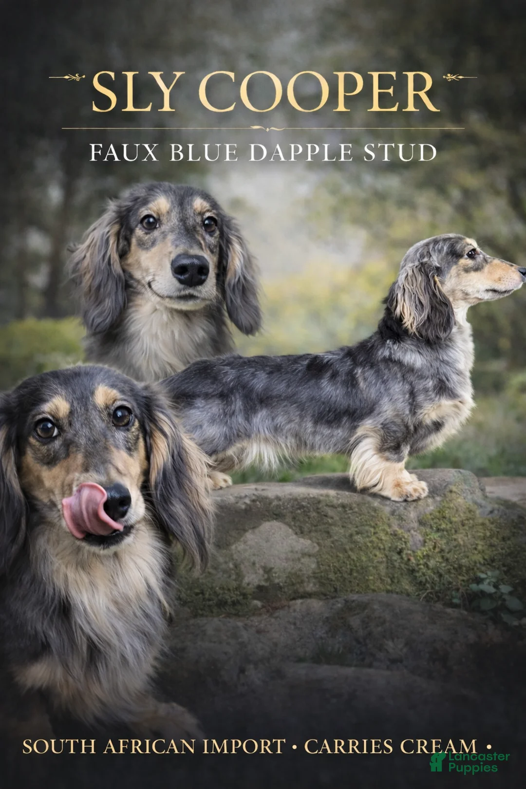 Dachshund dogs for sale: Sly faux blue dapple -RARE NO CDA - Ad 1