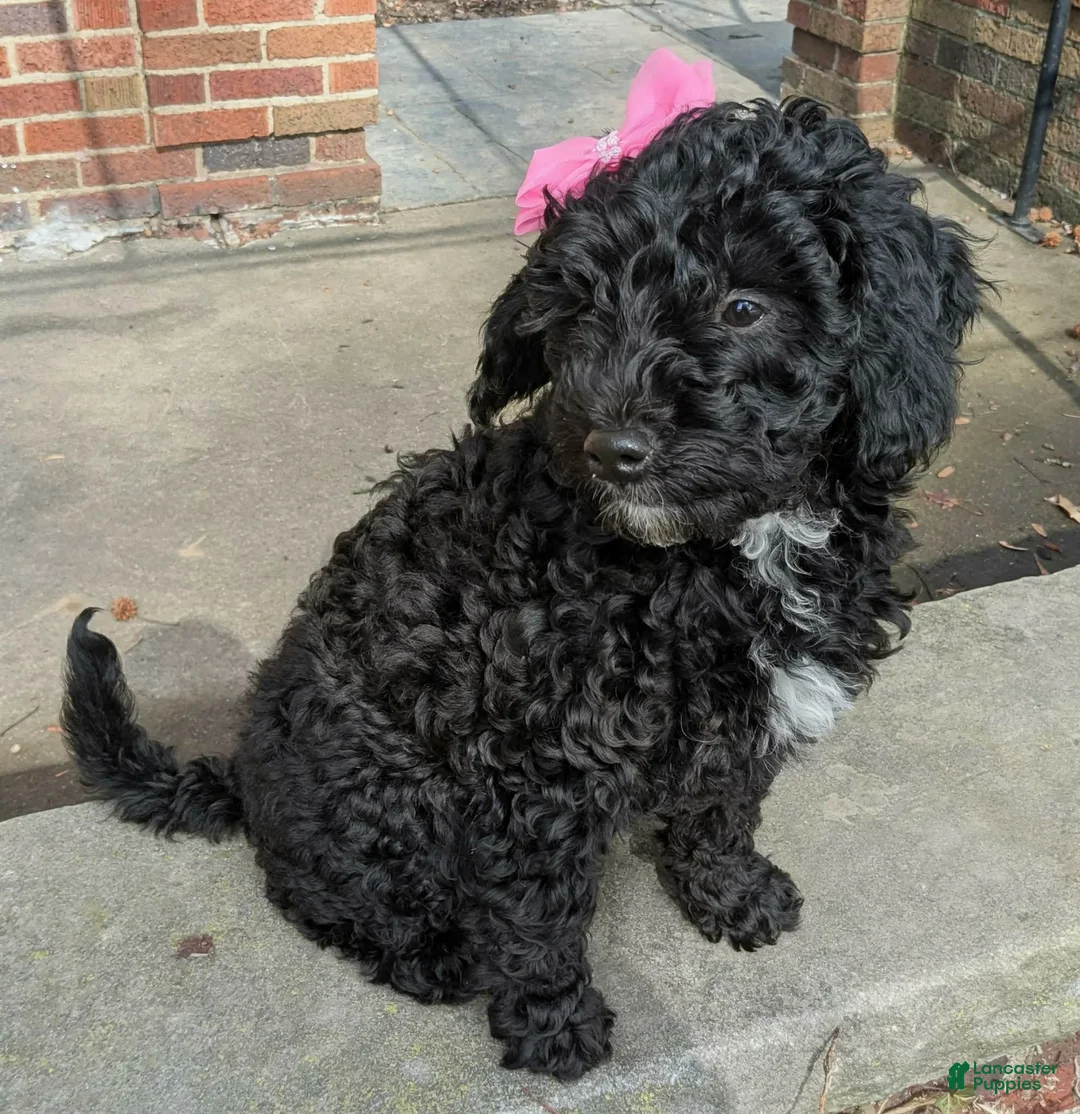Mixed Breed dogs for sale: Mixed Breed Puppy 1 - Ad 1