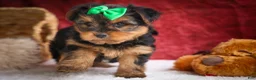 Yorkshire Terrier dogs for sale: DUKE - Ad 14