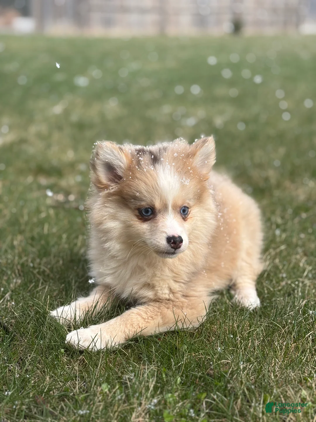 Pomsky dogs for sale: Hannah - Ad 1