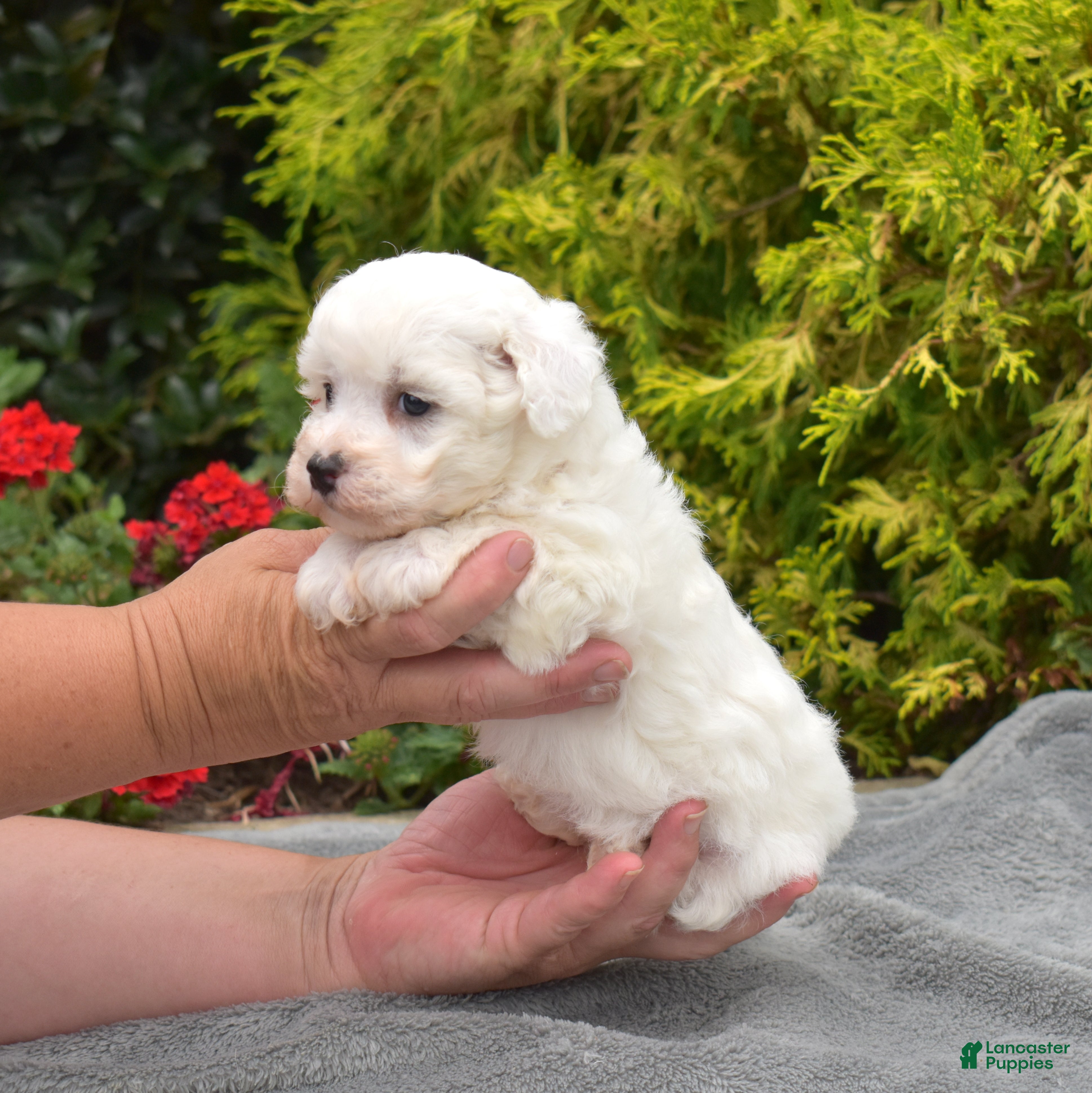Bichon Frise dogs Paris (Tiny) - Ad 1
