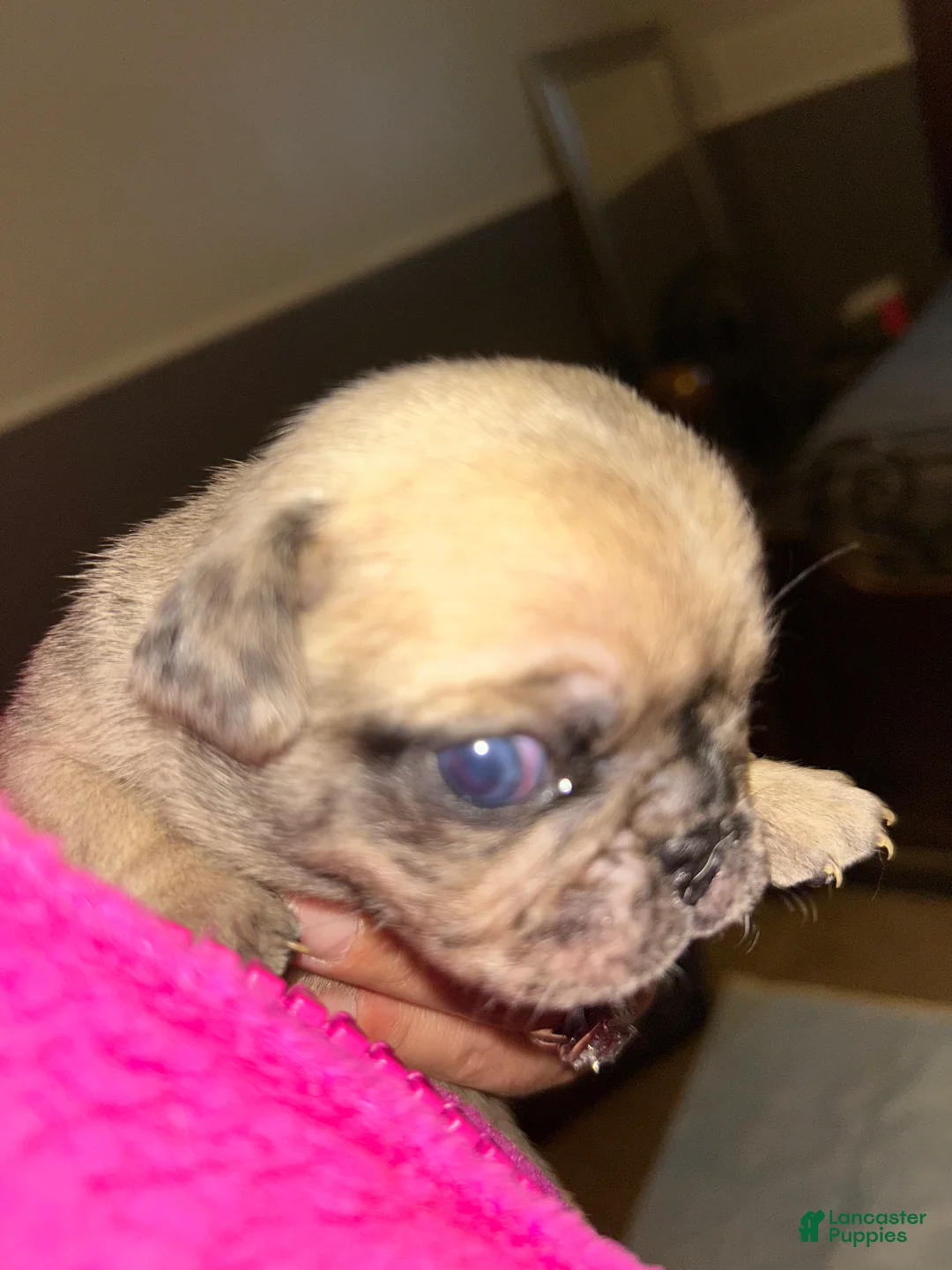 Pug dogs for sale: Pug Puppy 3 - Ad 2