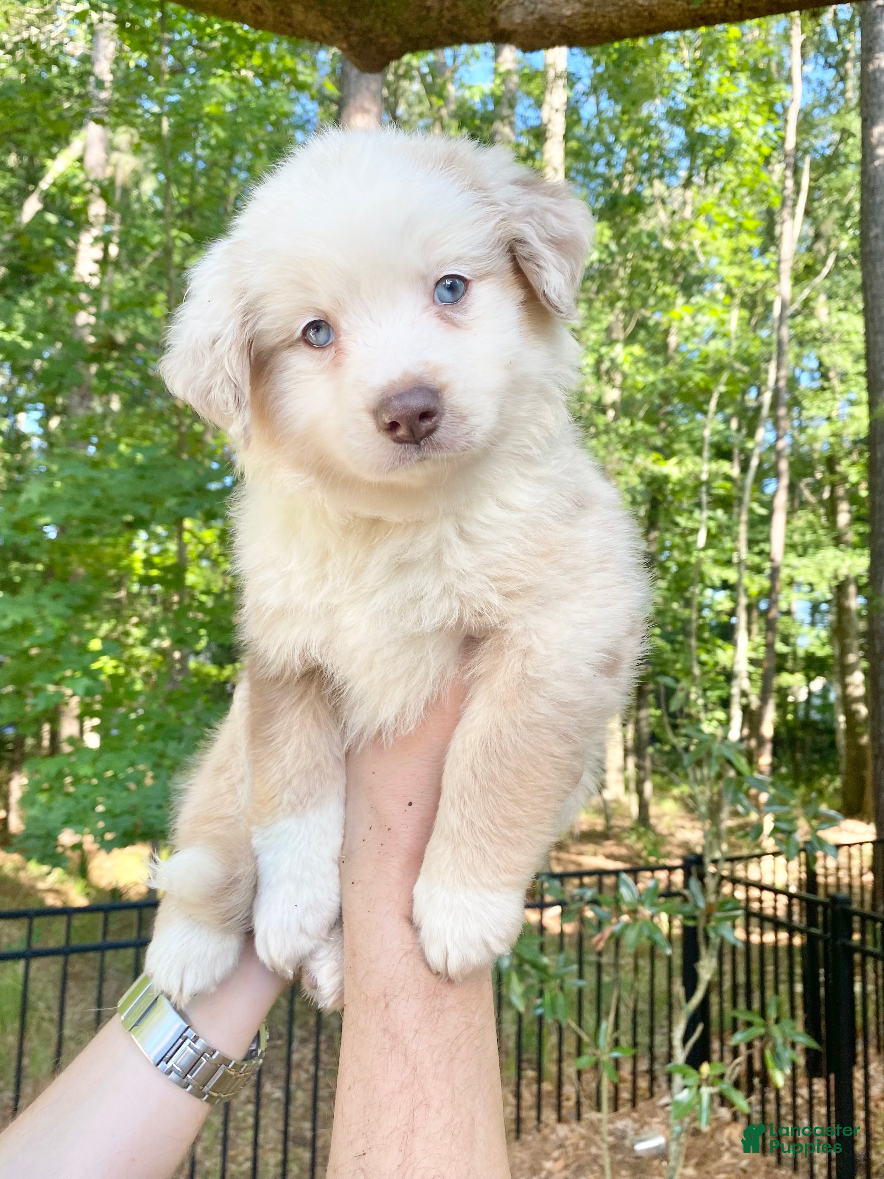 Australian Shepherd dogs Churchy Winston - Ad 1