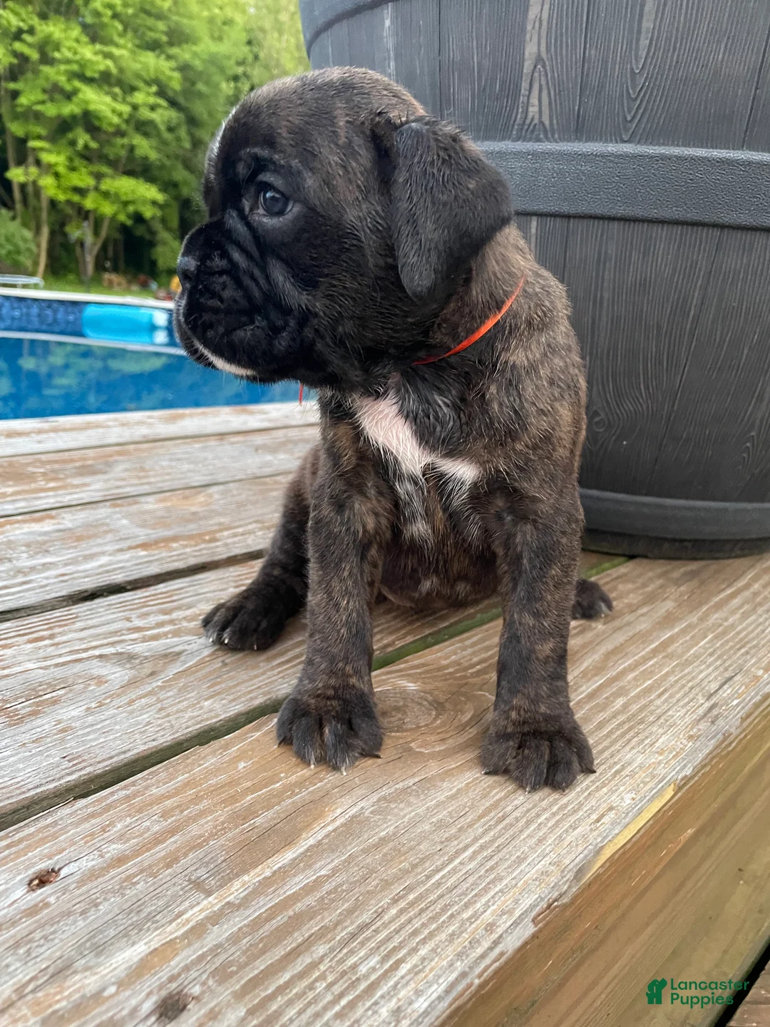 Boxer dogs for sale: Orange - Ad 2