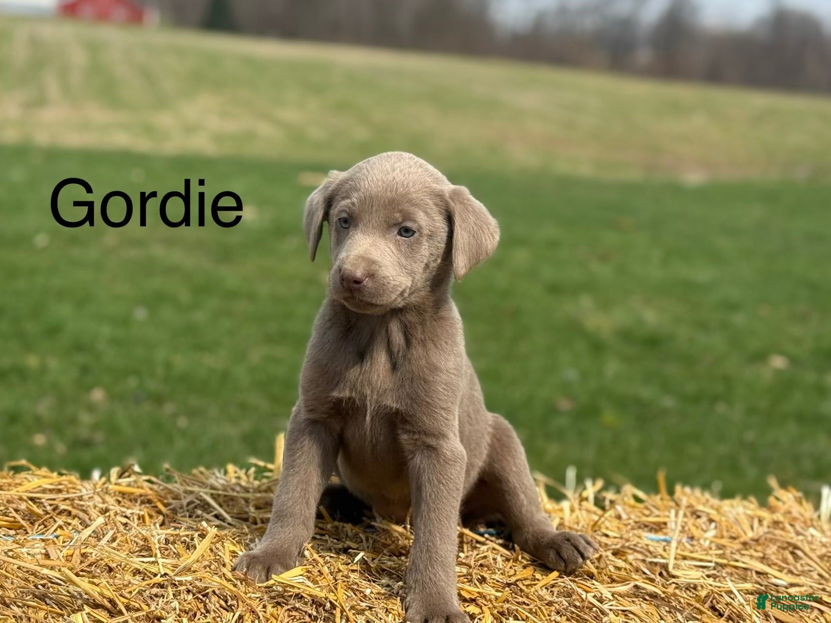 Labrador Retriever dogs Gordie - Ad 22