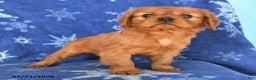 Cavalier King Charles Spaniel dogs for sale: Naomi - Ad 3
